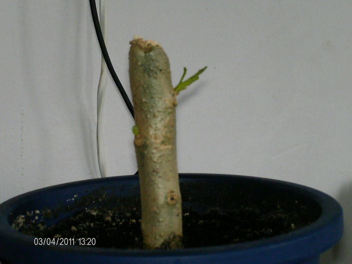 trompeta ingerului - florile mele _2011