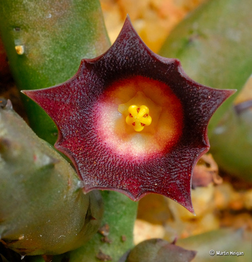Huernia similis