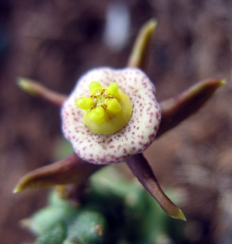 Duvalia Maculata - Asclepiadaceae dorite
