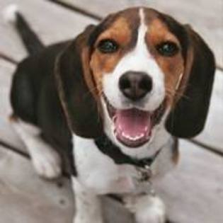 beagle