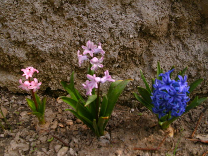 Zambilute - Gradina 2011