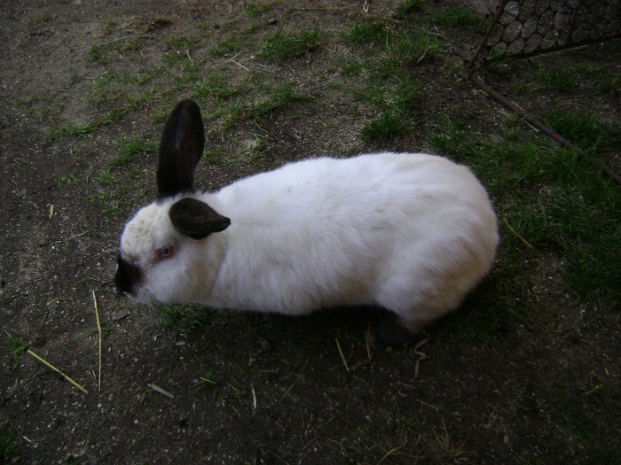 Macul 1 an - 2011 CALIFORNIAN