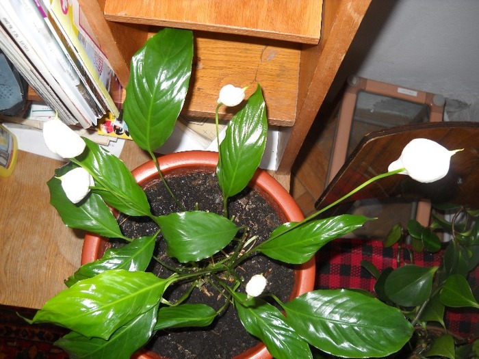 infloreste a doua oara - FLORI DIVERSE