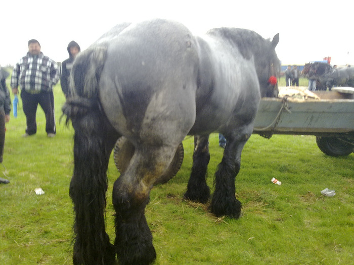 belgian , targ ciacova; belgian
