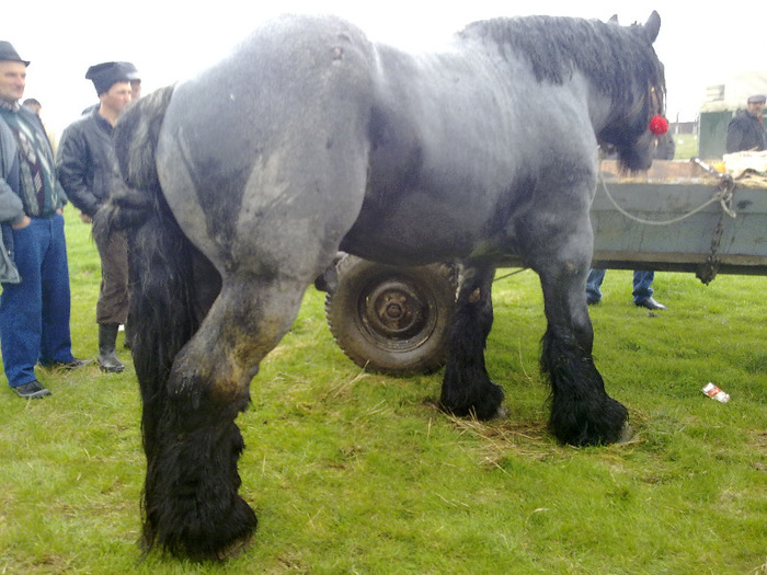 belgian , targ ciacova