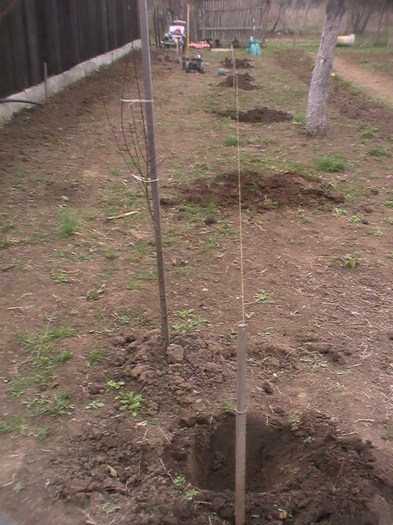 plantare pomi - Gradina primavara 2011