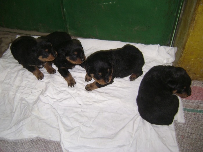 DSC01628 - vand pui rottweiler august 2013