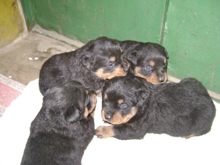 DSC01633 - vand pui rottweiler august 2013