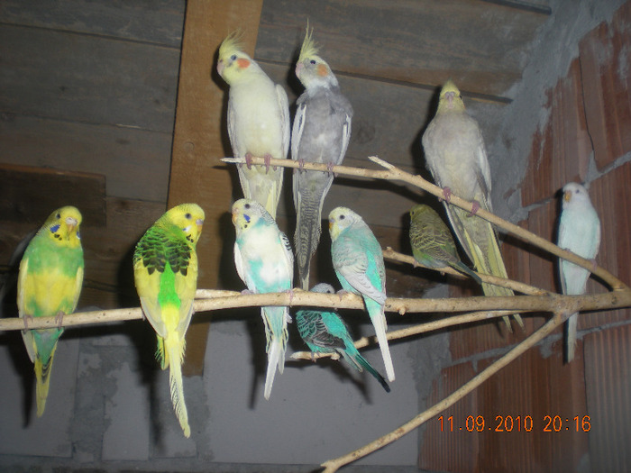 Picture 485 - papagali diferite speci