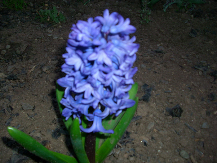 delpt blue - gradina mea 2011