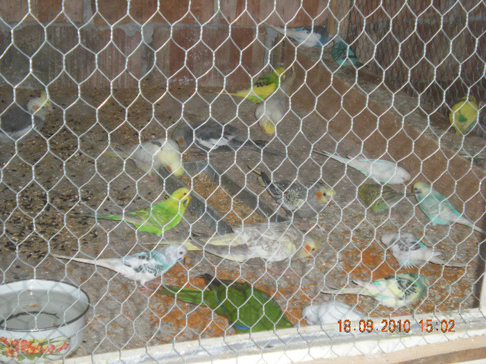 Picture 511 - papagali diferite speci