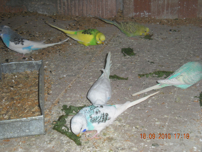 Picture 523 - papagali diferite speci