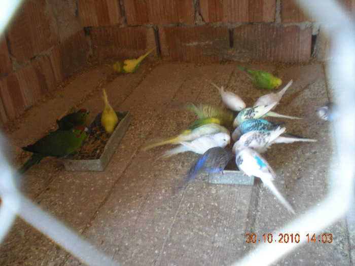Picture 537 - papagali diferite speci