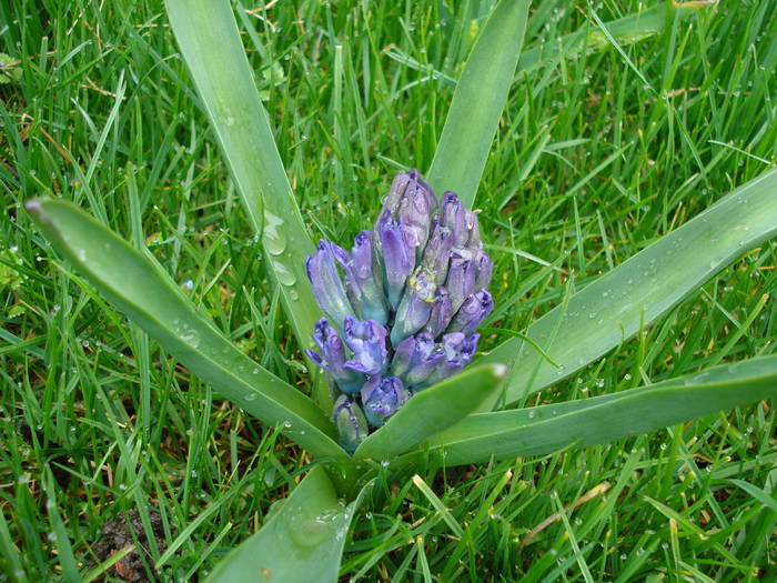Hyacinth Blue Jacket (2009, April 01) - Hyacinth Blue Jacket