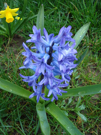 Hyacinth Blue Jacket (2009, April 05) - Hyacinth Blue Jacket