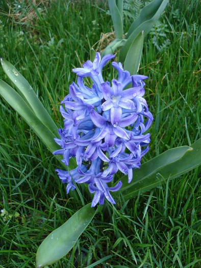Hyacinth Blue Jacket (2009, April 05) - Hyacinth Blue Jacket