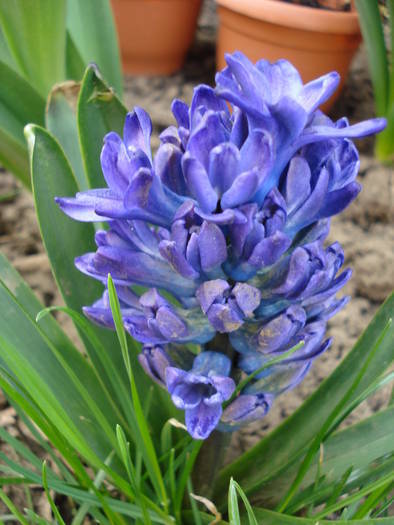 Hyacinth Blue Jacket (2009, April 07) - Hyacinth Blue Jacket