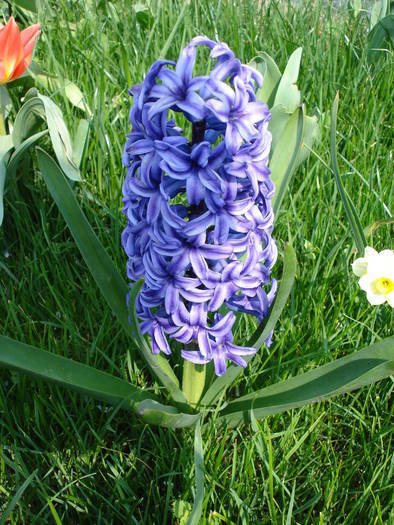 Hyacinth Blue Jacket (2009, April 08) - Hyacinth Blue Jacket