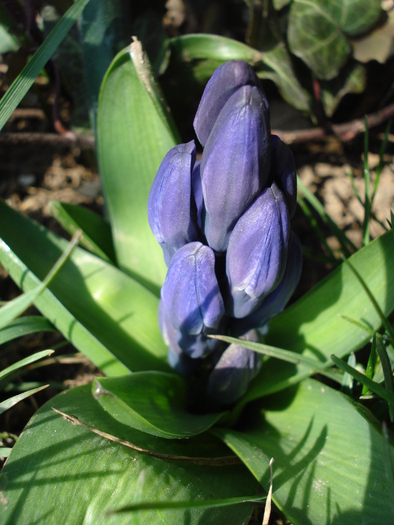 Hyacinth Blue Jacket (2010, March 25) - Hyacinth Blue Jacket