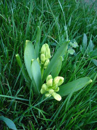 Hyacinth Carnegie (2009, April 05) - Hyacinth Carnegie