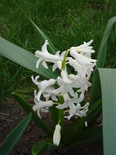 Hyacinth Carnegie (2009, April 06)