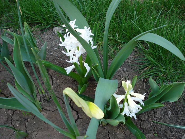 Hyacinth Carnegie (2009, April 07) - Hyacinth Carnegie