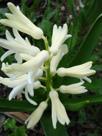 Hyacinth Carnegie (2010, April 05) - Hyacinth Carnegie