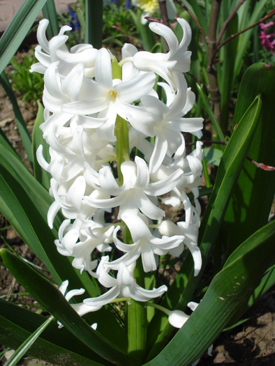 Hyacinth Carnegie (2010, April 08) - Hyacinth Carnegie