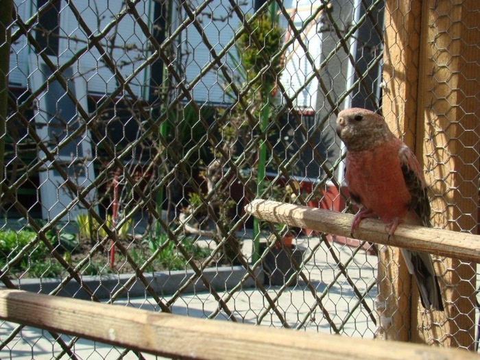 DSC01204 - Bourke Parrot