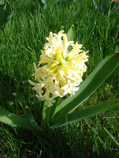 Hyacinth City of Haarlem (2009, April 06)