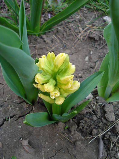 Hyacinth City of Haarlem (2009, April 07) - Hyacinth City of Haarlem