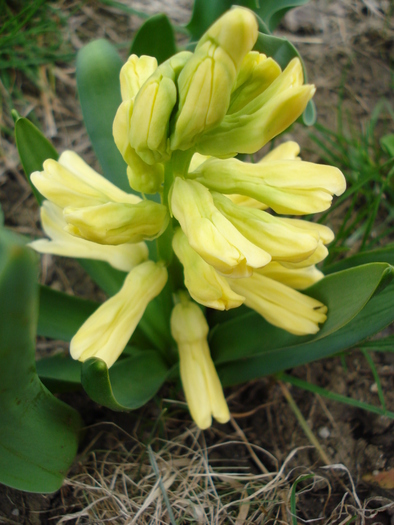 Hyacinth City of Haarlem (2010, April 03)