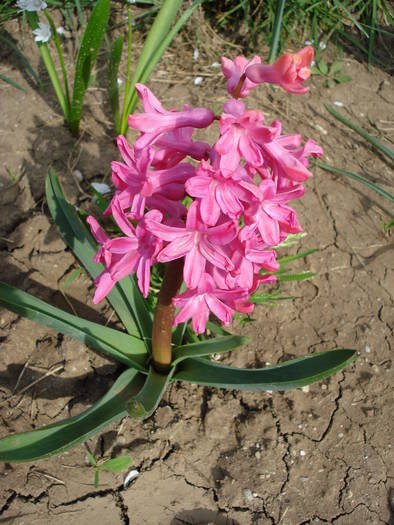 Hyacinth Jan Bos (2009, April 06) - Hyacinth Jan Bos