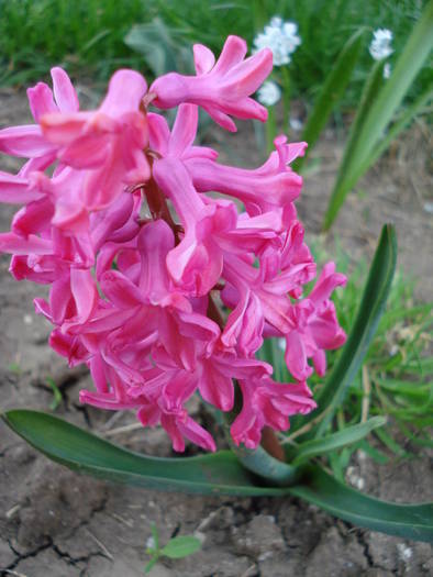 Hyacinth Jan Bos (2009, April 07)