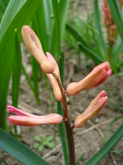 Hyacinth Jan Bos (2010, April 05)