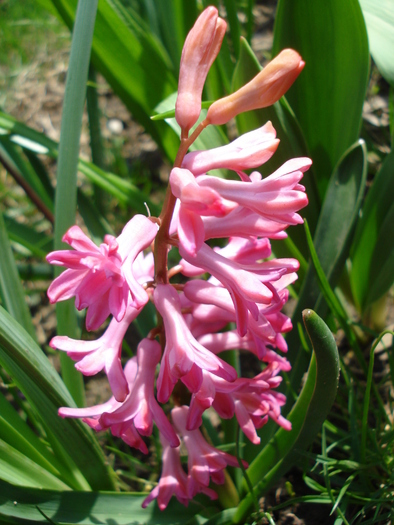 Hyacinth Jan Bos (2010, April 08)