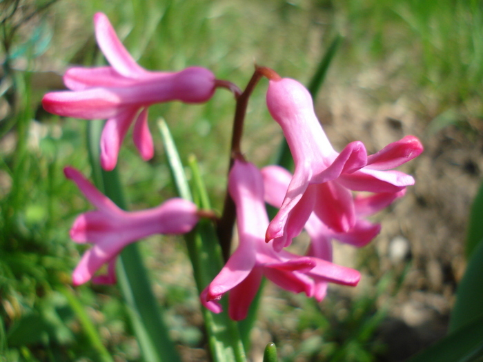 Hyacinth Jan Bos (2010, April 08) - Hyacinth Jan Bos