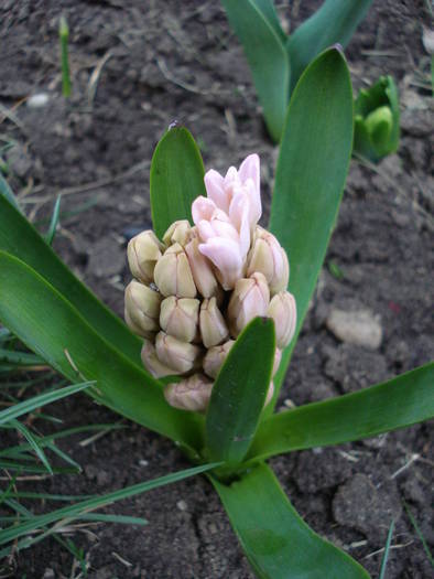 Hyacinth Fondant (2009, April 02)