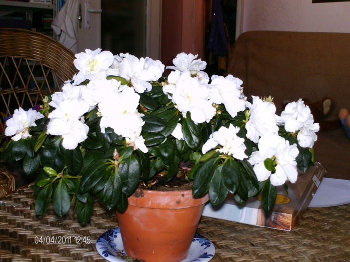 aprilie 069 - florile mele _2011