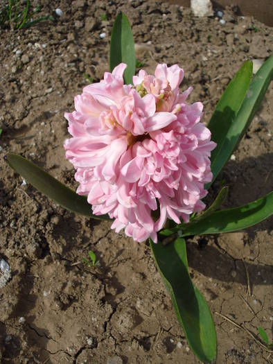 Hyacinth Fondant (2009, April 06)