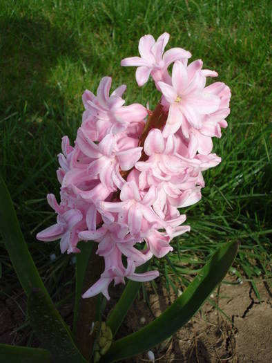 Hyacinth Fondant (2009, April 06)