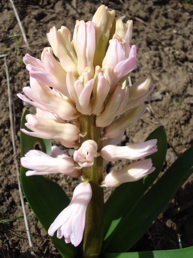 Hyacinth Fondant (2010, April 01) - Hyacinth Fondant