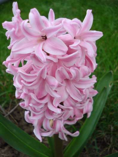 Hyacinth Fondant (2010, April 05)