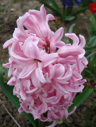 Hyacinth Fondant (2010, April 05)