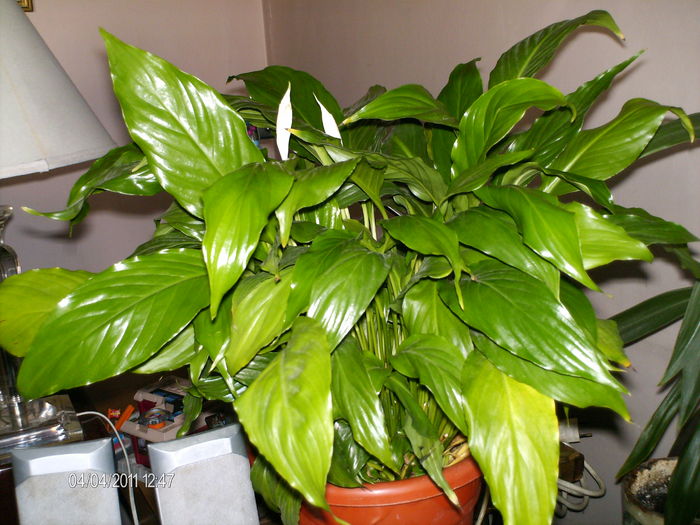 adus in custodie de la nora mea - florile mele _2011