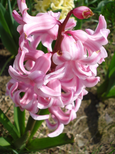 Hyacinth Fondant (2010, April 07)