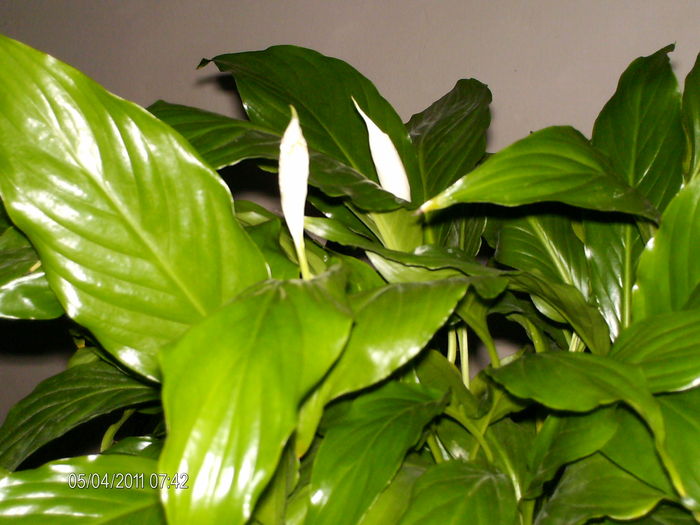aprilie 144 - florile mele _2011