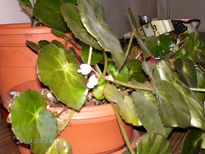 primele flori din acest an.. - florile mele _2011
