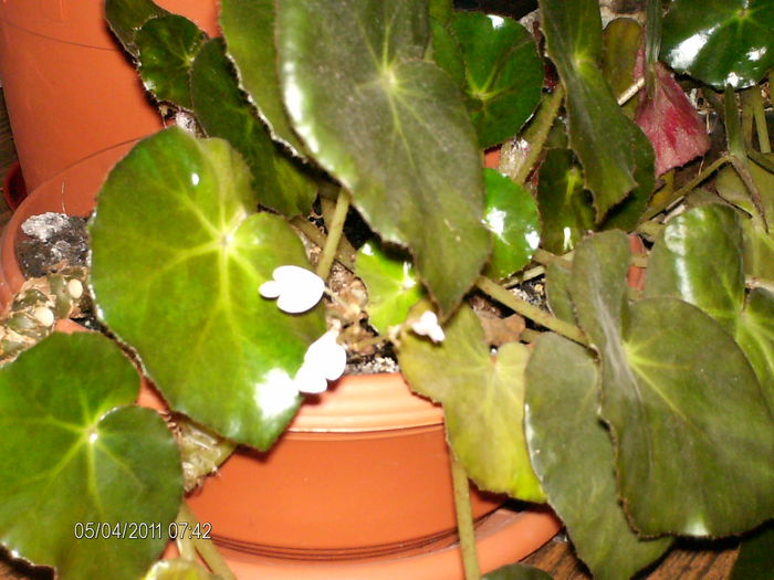 aprilie 145 - florile mele _2011