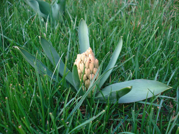 Hyacinth Gypsy Queen (2009, April 01)